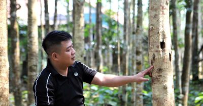 Trồng dó tạo trầm: Câu chuyện đổi đời dưới chân núi ở Phúc Trạch