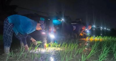 Chong đèn cấy lúa xuyên đêm để tránh nắng bỏng rát ban ngày
