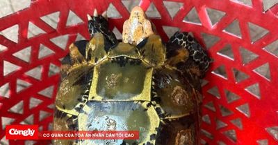 Chung tay bảo vệ động vật hoang dã từ những hành động thiết thực