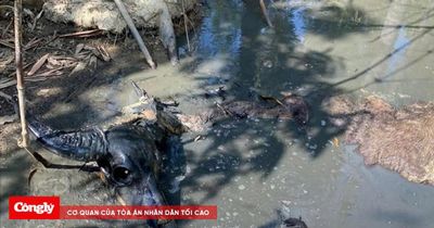 Đàn trâu chết trong rừng ở Huế