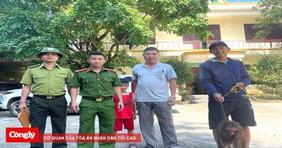 Khỉ mặt đỏ quý hiếm được thả về môi trường tự nhiên