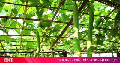 Xanh mát những mảnh vườn ở phường Hải Ninh