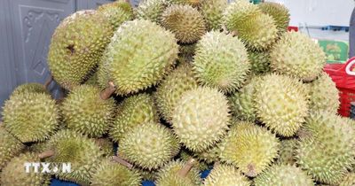 Kiên quyết xử lý hành vi mua bán, cho thuê trái phép mã số vùng trồng