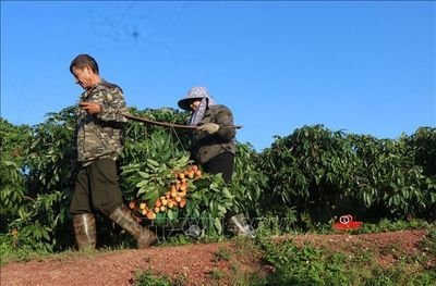 Truyền thông Trung Quốc đưa tin về niềm vui mùa vải của nông dân Việt Nam