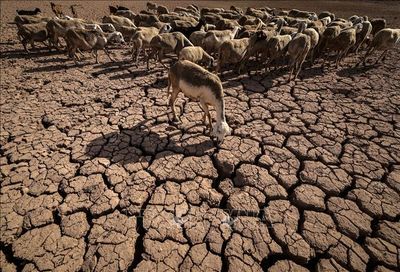 EU 'tiếp sức' giúp Maroc ứng phó hạn hán