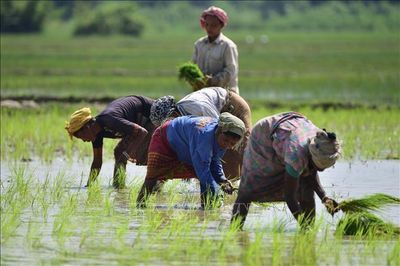 Mùa màng châu Á lao đao trước nắng nóng và El Nino