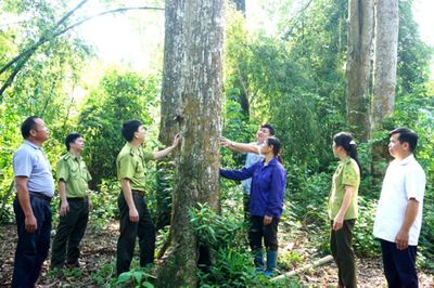 Hơn 3 triệu ha rừng do cấp xã quản lý: Điểm nghẽn cho xuất khẩu xanh và thị trường carbon