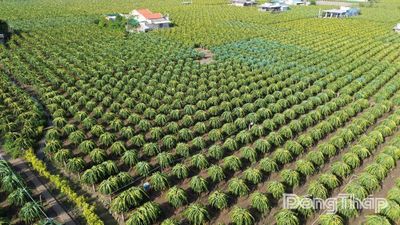 Đồng Tháp: Tập trung tháo gỡ khó khăn, vướng mắc trong quản lý mã số vùng trồng, mã số cơ sở đóng gói