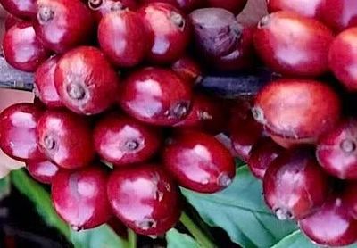Giá cà phê tăng trở lại, hồ tiêu đi ngang trong ngày 4-6