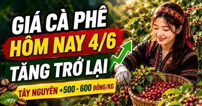 Giá cà phê hôm nay 4/6: Tây Nguyên đồng loạt tăng 500 đồng/kg