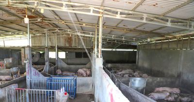 UBND tỉnh Lâm Đồng chỉ đạo xử lý điểm trung chuyển heo gây ô nhiễm ở Quảng Sơn