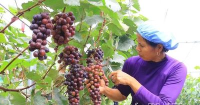 Tam Đảo phát triển kinh tế đa ngành