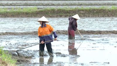 Chủ động sản xuất vụ hè-thu