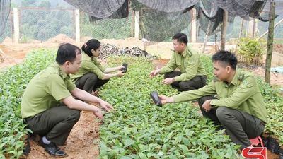 Quyết liệt các giải pháp giữ xanh những cánh rừng