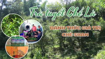 Trà tuyết Chế Là - Đánh thức giá trị chè Shan