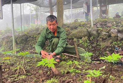 Người Dao Khuổi Mòn bảo vệ loài sâm quý trên đỉnh núi Phja Bjoóc