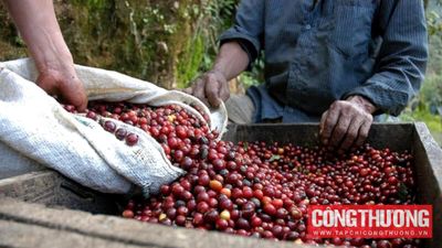 Giá cà phê hôm nay 4/6: Giá lao dốc khi Brazil dự báo được mùa, nguồn cung toàn cầu gia tăng