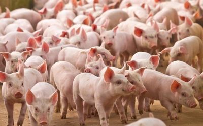 Ngày 4/6: Giá heo hơi đồng loạt chững giá ở cả 3 miền