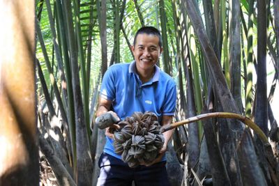 Bỏ việc lương cao, về quê làm giàu từ mật dừa nước