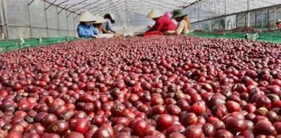 Tái định vị ngành cà phê Việt: Từ 'vựa nguyên liệu' đến trung tâm giá trị toàn cầu