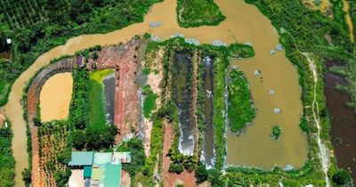 Xử lý dứt điểm vụ tập kết heo gây ô nhiễm môi trường ở Lâm Đồng