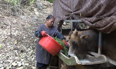 Chị Oanh làm giàu từ chăn nuôi