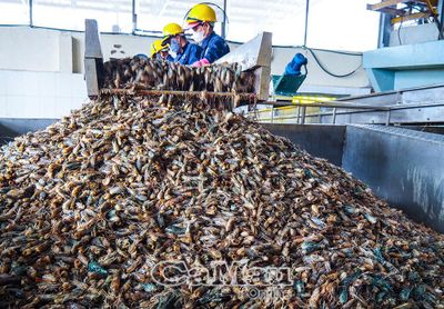 Từ phụ phẩm tôm đến chuỗi giá trị xanh