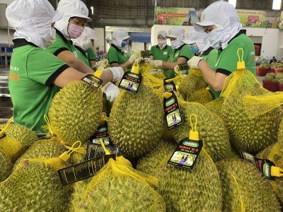 Sầu riêng việt và 'tấm vé thông hành' mang tên chất lượng