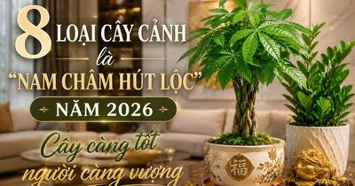 8 loại cây cảnh mang ý nghĩa sung túc, bình an: Ai cũng nên trồng một cây