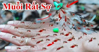 10 cách đuổi muỗi vào mùa hè cực đơn giản, nhà sạch bóng không tiếng vo ve