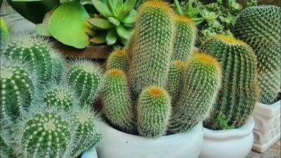 Trước khi mua cây cảnh về nhà, đây là 5 loại cây bạn cần cân nhắc