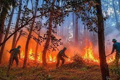Phường An Cựu khống chế kịp thời vụ cháy tại núi Tam Thai, Tp. Huế