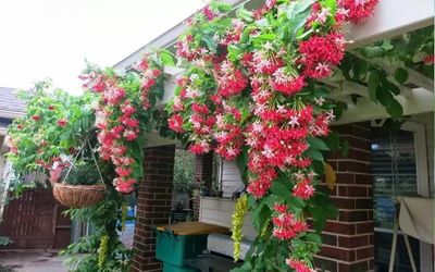 6 cây dây leo trồng trước nhà vừa đẹp mắt vừa che nắng hiệu quả