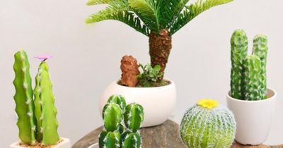 Đặt những cây này trước cửa phòng thờ: Đại kỵ rước xui xẻo hay rước tài lộc?