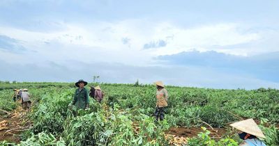 Xăng E10 và cơ hội cho ngành sắn