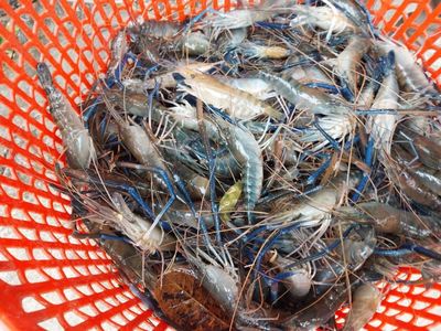 Chỉ trong 5 tháng, Trung Quốc chi hơn tỷ USD mua thủy sản Việt Nam