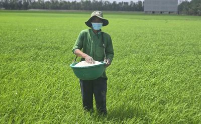 [VIDEO] Giá gạo châu Á tăng mạnh nhất 20 năm: Cơ hội nào cho Việt Nam?