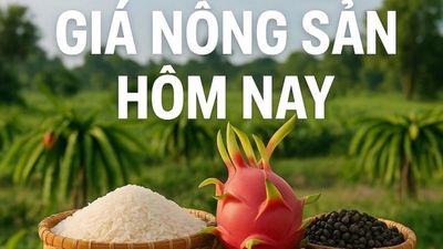 Giá nông sản hôm nay 5/6/2026: Giá cà phê xuống vùng thấp mới, Giá tiêu đồng loạt tăng; Lý do cán cân thương mại Việt Nam đảo chiều sang nhập siêu