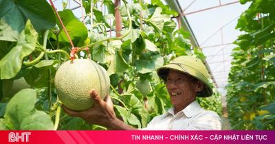 Những vườn dưa lưới trĩu quả ở xã Toàn Lưu