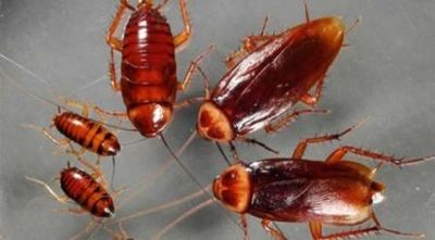 Australia: Thu giữ hơn 100.000 con gián ngoại lai