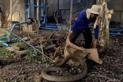 Rắn hổ mang chúa áp đảo trăn 3m trong cuộc chiến dữ dội, đội cứu hộ khẩn cấp vào cuộc