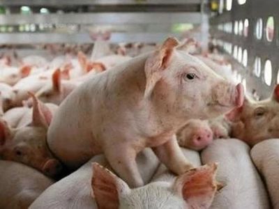 Giá heo hơi ngày 5/6: Nhiều địa phương đồng loạt giảm giá
