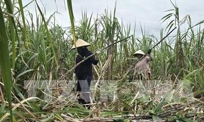 Hiệp hội Mía đường đề xuất điều chỉnh chính sách phát triển điện sinh khối