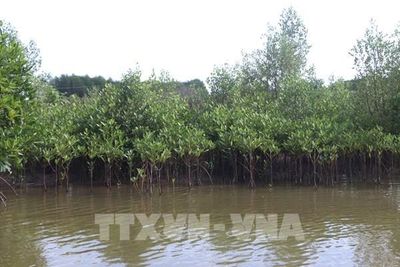 Trồng thêm hơn 4.000 cây đước để Cà Mau ứng phó sạt lở