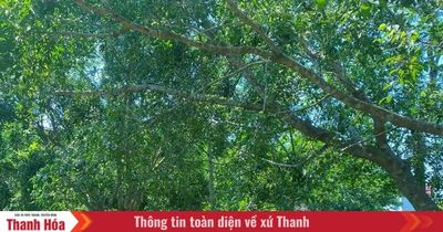 Nhắm mắt lại trong vườn lộng gió