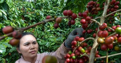 Giá cà phê hôm nay 5/6/2026 dao động 85.300 - 86.000 đồng/kg
