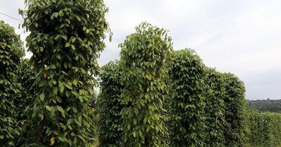 Giá tiêu hôm nay 5/6/2026: Hồ tiêu tăng giá tại tất cả các địa phương