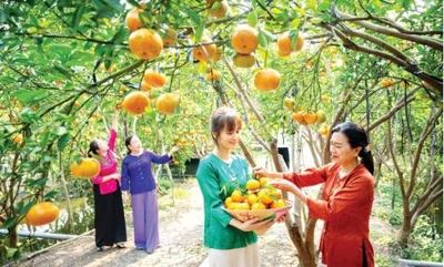 Đồng Tháp - Miền trái ngọt vươn xa
