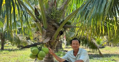 Phát triển cây dừa hữu cơ: Hướng đi bền vững cho nông dân