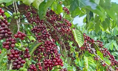 Ngày 5-6, giá cà phê tại Gia Lai giảm 1.300 đồng/kg